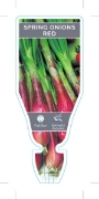 Picture of VEGETABLE ONION SPRING RED (Allium fistulosum)                                                                                                        