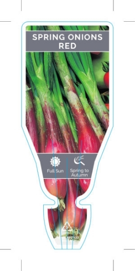 Picture of VEGETABLE ONION SPRING RED (Allium fistulosum)                                                                                                        