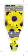 Picture of OSTEOSPERMUM BLUE EYED BEAUTY                                                                                                                         