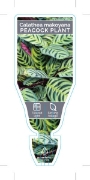 Picture of HOUSEPLANT CALATHEA MAKOYANA PEACOCK PLANT                                                                                                            