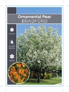 Picture of PYRUS CALLERYANA BRADFORD ORNAMENTAL PEAR Jumbo Tag                                                                                                   