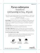 Picture of PYRUS CALLERYANA BRADFORD ORNAMENTAL PEAR Jumbo Tag                                                                                                   