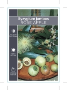 Picture of FRUIT ROSE APPLE SYZYGIUM JAMBOS                                                                                                                      