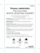 Picture of PRUNUS SUBHIRTELLA PENDULA ALBA WHITE WEEPING CHERRY                                                                                                  