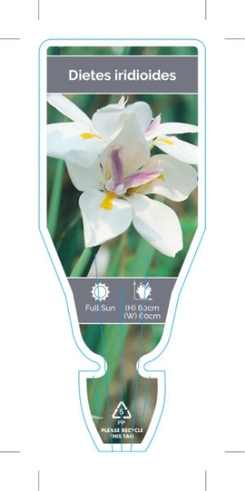 Picture of DIETES IRIDIOIDES                                                                                                                                     