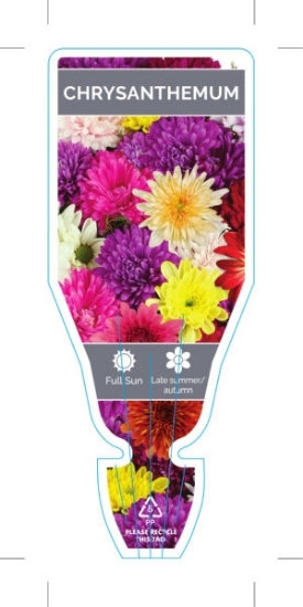 Picture of CHRYSANTHEMUM - MIXED PICTURE (UNNAMED VARIETY)                                                                                                       