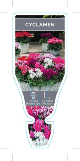 Picture of HOUSEPLANT CYCLAMEN - MIXED PICTURE (UNNAMED VARIETY)                                                                                                 
