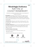 Picture of WESTRINGIA FRUTICOSA NATIVE OR COAST ROSEMARY                                                                                                         