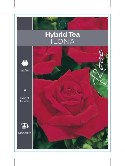 Picture of ROSE ILONA SYN VARLON (HT)                                                                                                                            
