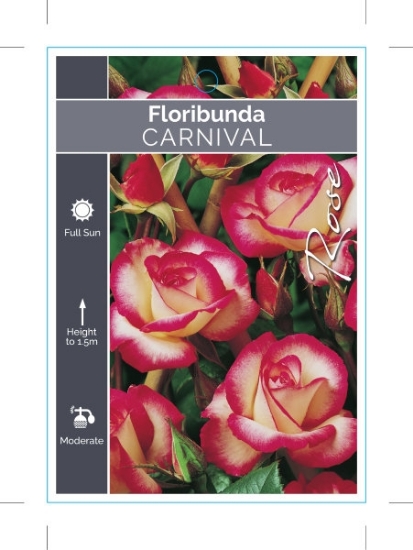 Picture of ROSE CARNIVAL (FL)                                                                                                                                    