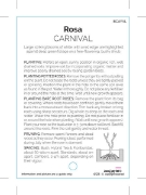 Picture of ROSE CARNIVAL (FL)                                                                                                                                    