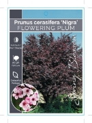 Picture of PRUNUS CERASIFERA NIGRA FLOWERING PLUM Jumbo Tag                                                                                                      
