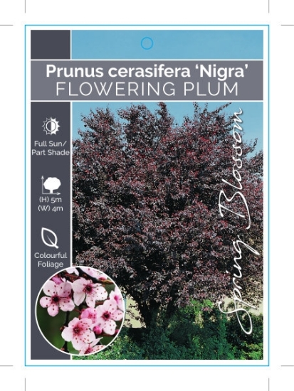 Picture of PRUNUS CERASIFERA NIGRA FLOWERING PLUM Jumbo Tag                                                                                                      