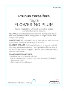Picture of PRUNUS CERASIFERA NIGRA FLOWERING PLUM Jumbo Tag                                                                                                      