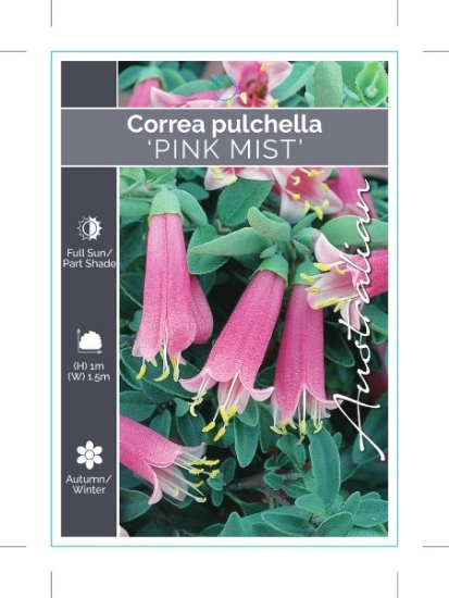 Picture of CORREA PULCHELLA PINK MIST                                                                                                                            