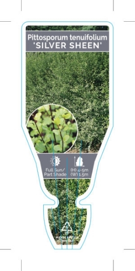 Picture of PITTOSPORUM TENUIFOLIUM SILVER SHEEN                                                                                                                  