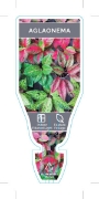 Picture of HOUSEPLANT AGLAONEMA (MIXED PICTURE)                                                                                                                  