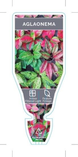 Picture of HOUSEPLANT AGLAONEMA (MIXED PICTURE)                                                                                                                  