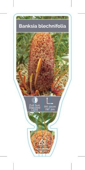 Picture of BANKSIA BLECHNIFOLIA                                                                                                                                  