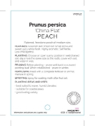 Picture of FRUIT PEACH CHINA FLAT (HERITAGE)                                                                                                                     