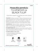 Picture of HARPULLIA PENDULA TULIPWOOD OR BLACK TULIP                                                                                                            