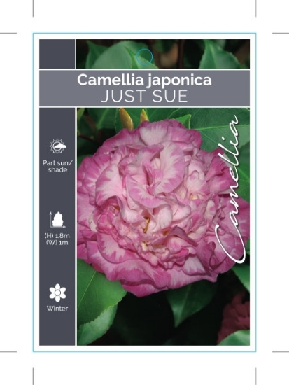 Picture of CAMELLIA JUST SUE                                                                                                                                     
