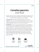 Picture of CAMELLIA JUST SUE                                                                                                                                     