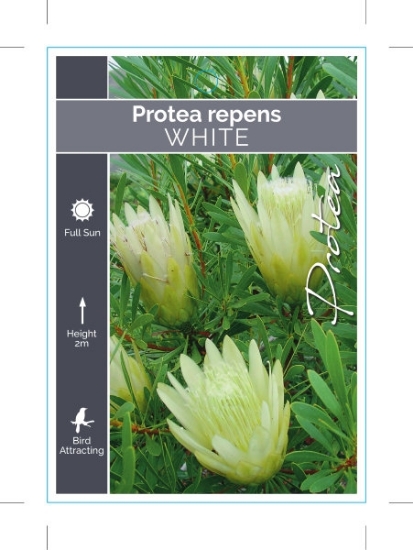 Picture of PROTEA REPENS WHITE                                                                                                                                   