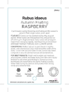 Picture of FRUIT RASPBERRY AUTUMN FRUITING (HERITAGE)                                                                                                            