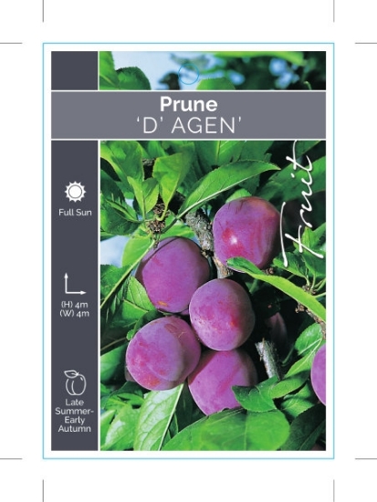 Picture of FRUIT PRUNE DAGEN                                                                                                                                     