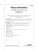 Picture of FRUIT APPLE GOLDEN DELICIOUS (HERITAGE)                                                                                                               