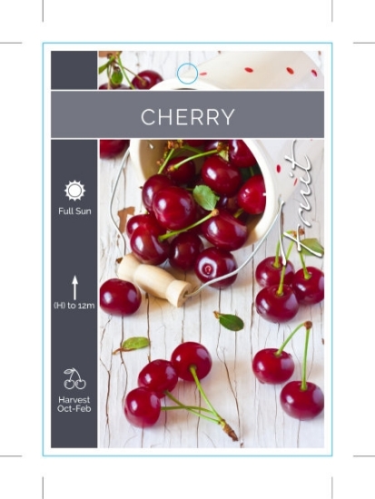 Picture of FRUIT CHERRY (UNNAMED VARIETY)                                                                                                                        