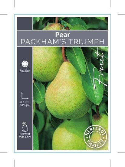 Picture of FRUIT PEAR PACKHAMS TRIUMPH (HERITAGE)                                                                                                                