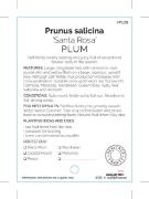 Picture of FRUIT PLUM SANTA ROSA (HERITAGE)                                                                                                                      