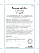 Picture of FRUIT PLUM SATSUMA (HERITAGE)                                                                                                                         