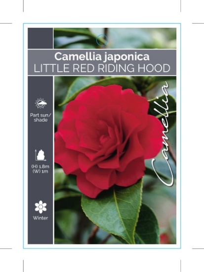 Picture of CAMELLIA LITTLE RED RIDING HOOD                                                                                                                       