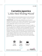 Picture of CAMELLIA LITTLE RED RIDING HOOD                                                                                                                       
