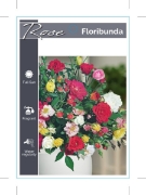 Picture of ROSE FLORIBUNDA - MIXED PICTURE (UNNAMED VARIETY)                                                                                                     