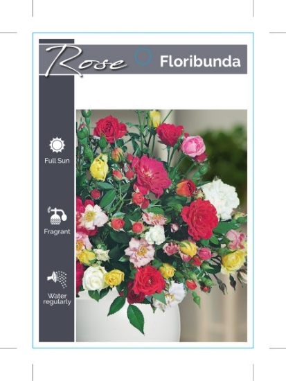 Picture of ROSE FLORIBUNDA - MIXED PICTURE (UNNAMED VARIETY)                                                                                                     