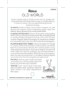Picture of ROSE OLD WORLD - MIXED PICTURE (UNNAMED VARIETY)                                                                                                      