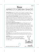 Picture of ROSE APRICOT CREAM (UNNAMED VARIETY TICK BOX)                                                                                                         