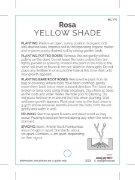 Picture of ROSE YELLOW (UNNAMED VARIETY TICK BOX)                                                                                                                