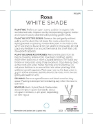 Picture of ROSE WHITE (UNNAMED VARIETY TICK BOX)                                                                                                                 