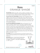 Picture of ROSE ORANGE (UNNAMED VARIETY TICK BOX)                                                                                                                