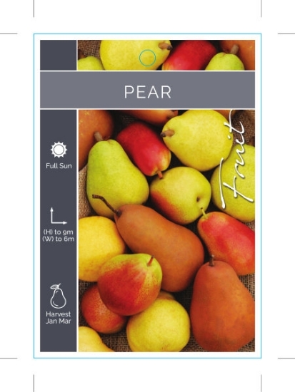 Picture of FRUIT PEAR MIXED PICTURE                                                                                                                              