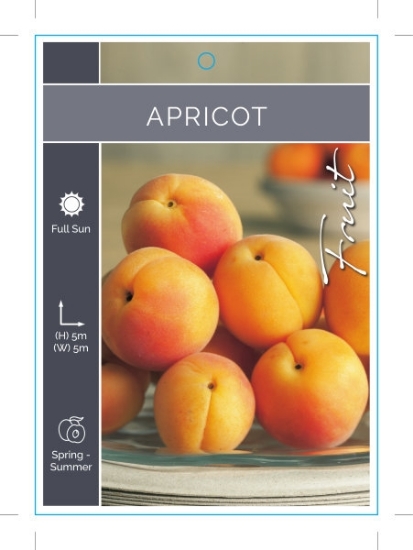 Picture of **FRUIT APRICOT (UNNAMED VARIETY) Jumbo Tag                                                                                                           