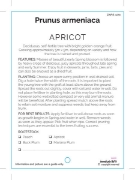 Picture of **FRUIT APRICOT (UNNAMED VARIETY) Jumbo Tag                                                                                                           