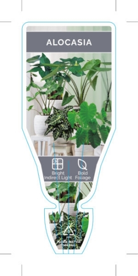 Picture of HOUSEPLANT ALOCASIA (MIXED PICTURE)                                                                                                                   