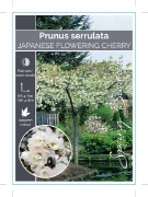 Picture of PRUNUS JAPANESE FLOWERING SHIROTAE (Syn MT FUJI) Jumbo Tag                                                                                            