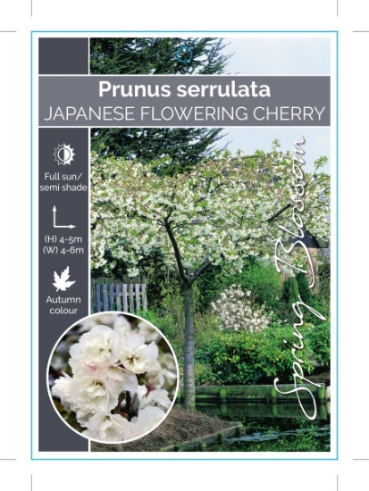 Picture of PRUNUS JAPANESE FLOWERING SHIROTAE (Syn MT FUJI) Jumbo Tag                                                                                            